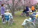 hanami1600-3.jpg