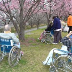 hanami1600-3.jpg